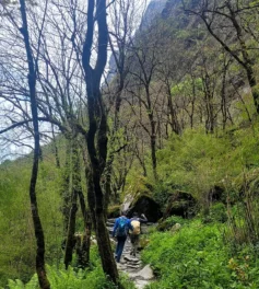 bamboo to deurali trail