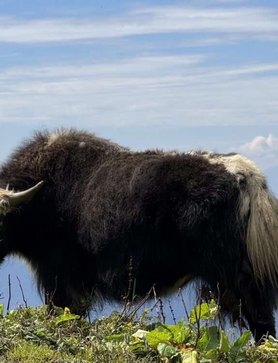 Yak in Khopra Ridge